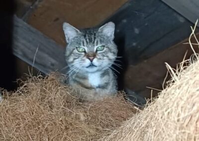 Fundtier Kater, Pettneu am Arlberg  (08/2025)