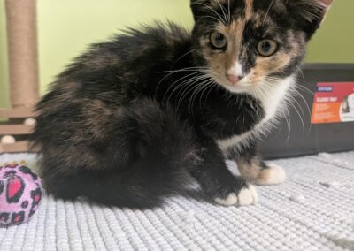 Fundtier Katze, Pfaffenhofen  (08/2025)