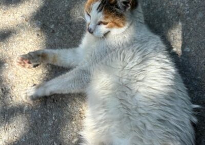 Sichtung Katze, Reith bei Seefeld  (08/2025)