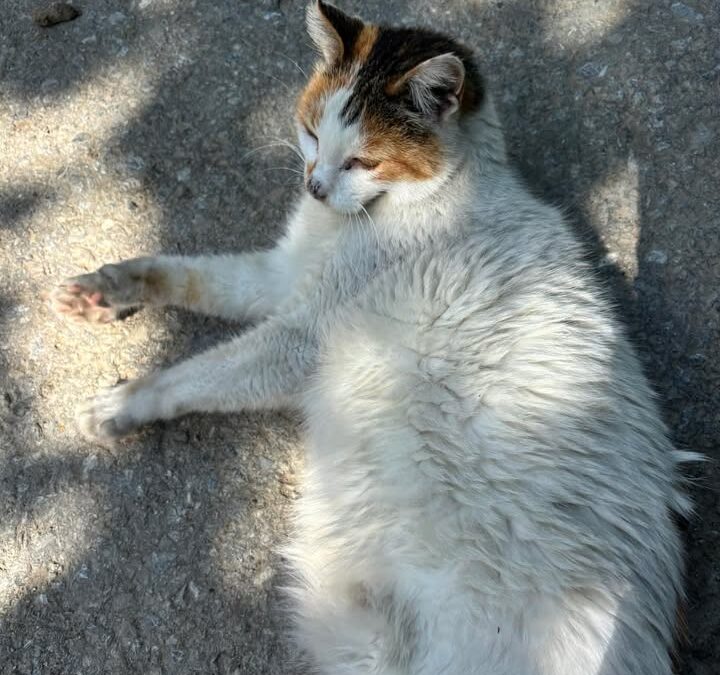 Sichtung Katze, Reith bei Seefeld  (08/2025)