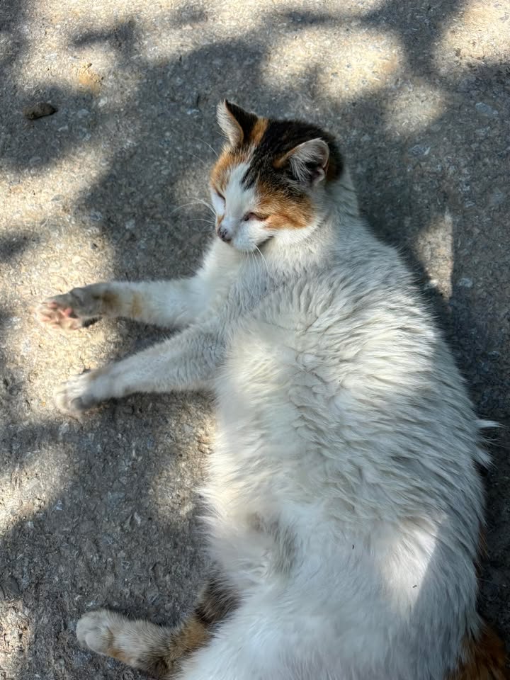 Reith bei Seefeld_Fundkatze1