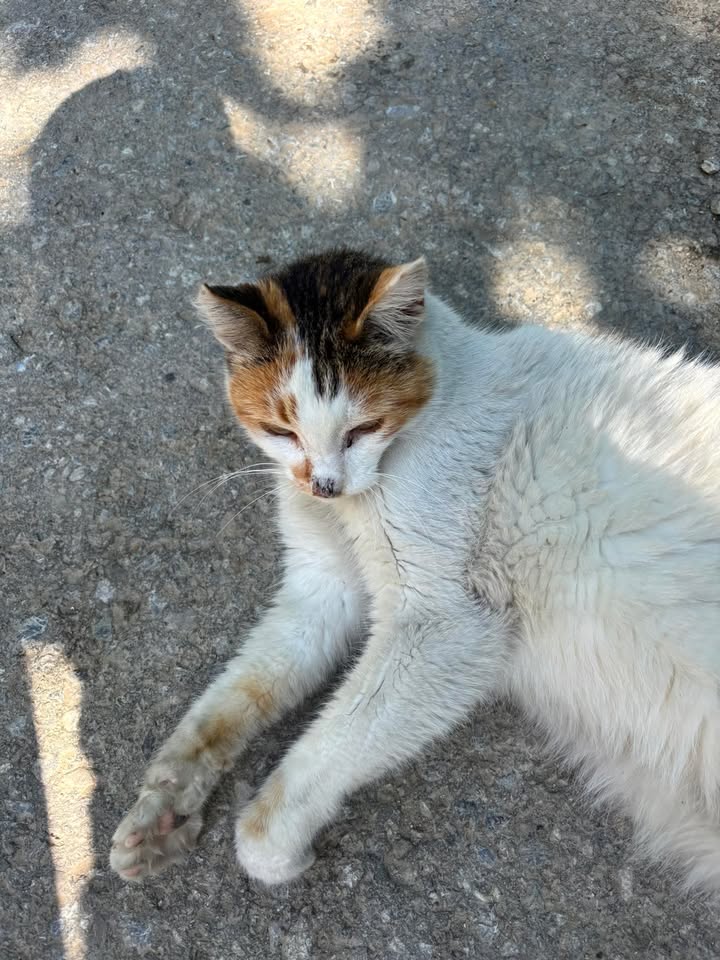 Reith bei Seefeld_Fundkatze3