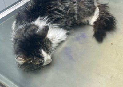 Fundtier Kater, Ried im Oberinntal (verstorben)  (08/2025)