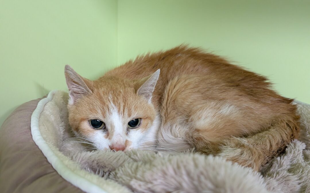 Fundtier Katze, Scharnitz  (08/2025)