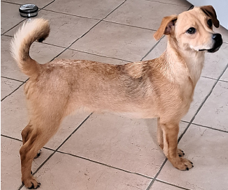 Hazel, Scharnitz  (08/2025)