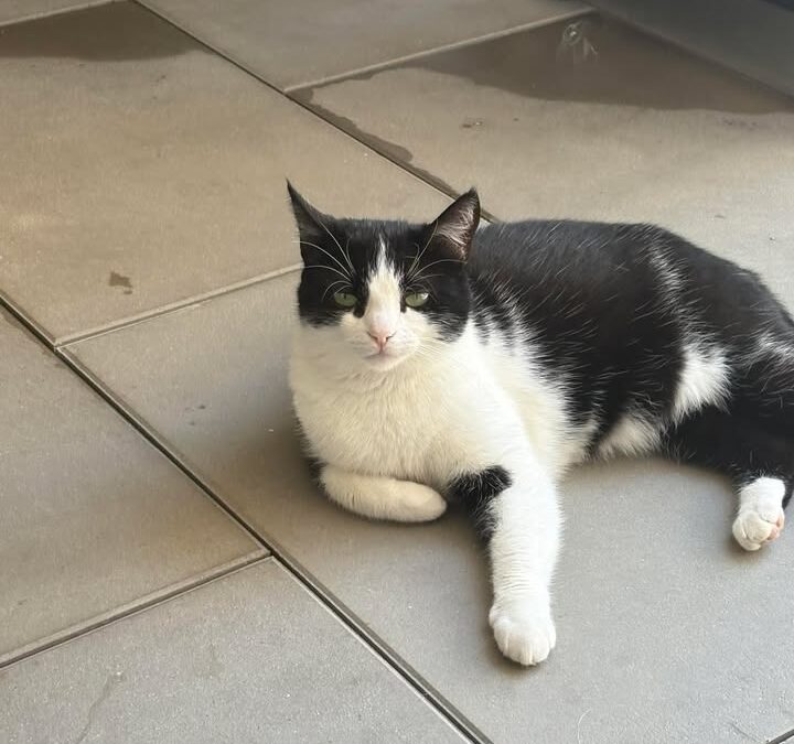 Molly, Schwaz  (08/2025)