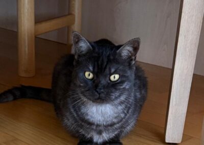 Fundtier Kater, Schwoich  (08/2025)