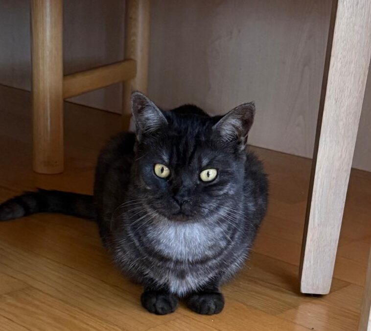 Fundtier Kater, Schwoich  (08/2025)