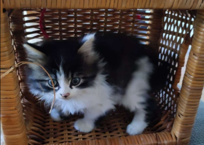 Milly, Schwoich  (08/2025)