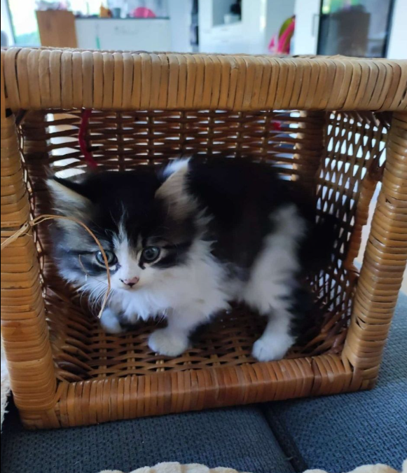 Milly, Schwoich  (08/2025)