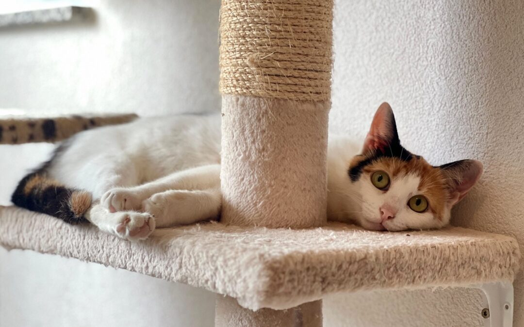 Snobilikat