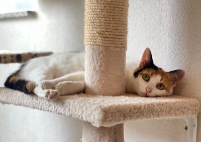 Snobilikat