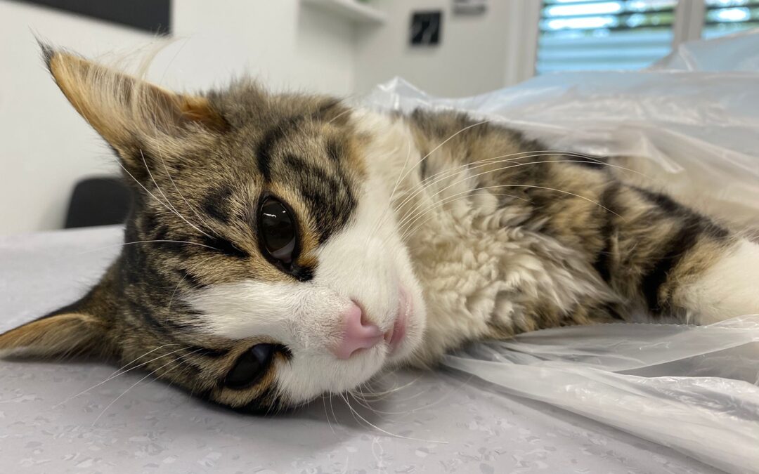 Fundtier Katze (verstorben), Söll  (08/2025)