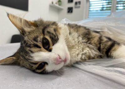 Fundtier Katze (verstorben), Söll  (08/2025)