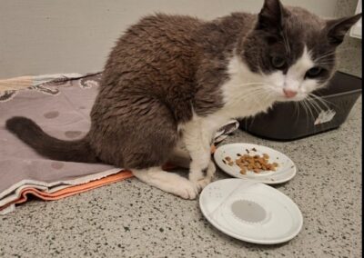 Fundtier Katze, St. Johann  (08/2025)