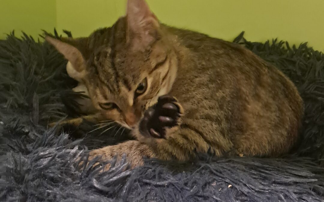 Fundtier Katze, Telfs  (08/2025)