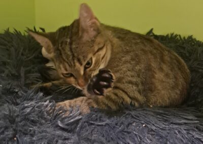 Fundtier Katze, Telfs  (08/2025)