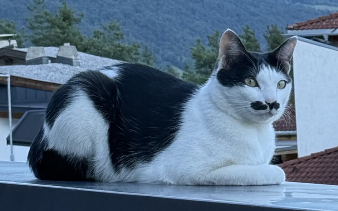 Huzai, Telfs  (08/2025)
