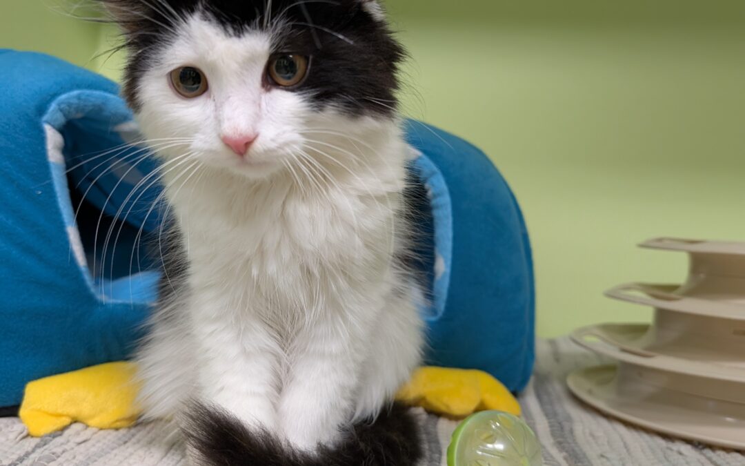 Fundtier Kater, Terfens  (08/2025)