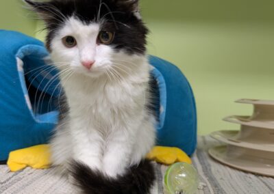 Fundtier Katze, Terfens  (08/2025)