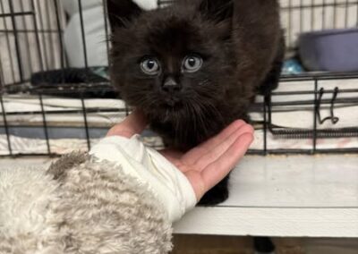 Fundtier Kater, Vomp  (08/2025)