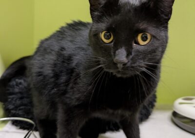 Fundtier Katze, Wattens  (08/2025)