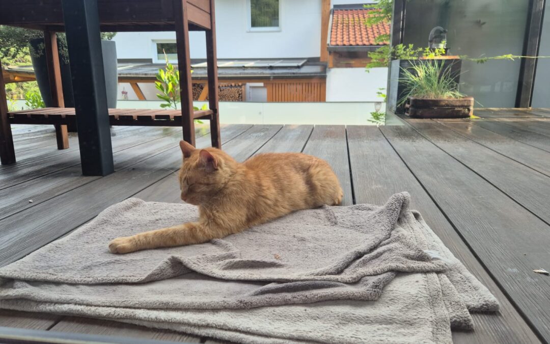 Fundtier Kater, Wildermieming  (08/2025)