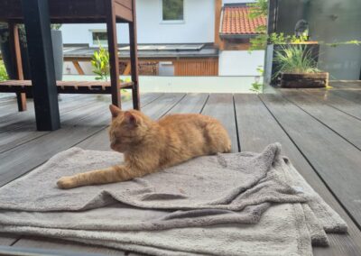Fundtier Kater, Wildermieming  (08/2025)