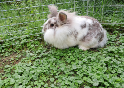 Fundtier Kaninchen, Wörgl  (08/2025)