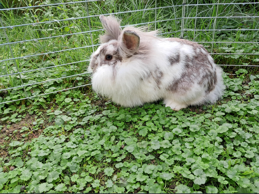 Fundtier Kaninchen, Wörgl  (08/2025)