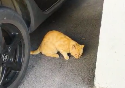 Fundtier Katze, Wörgl  (08/2025)