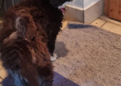 Fundtier Katze, Ellmau (verstorben)  (08/2025)