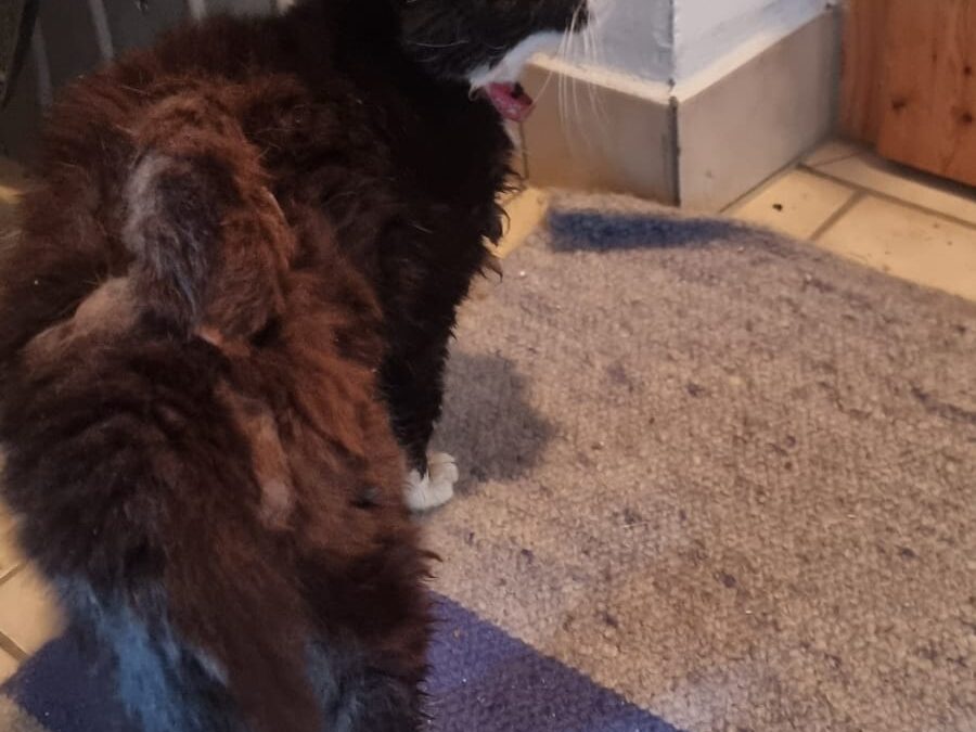 Fundtier Katze, Ellmau (verstorben)  (08/2025)