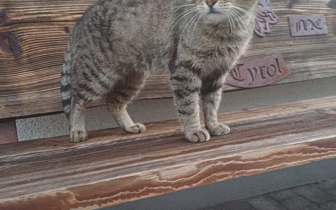 Fundtier Kater, Fließ  (09/2025)