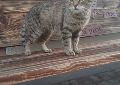 Fundtier Kater, Fließ  (09/2025)
