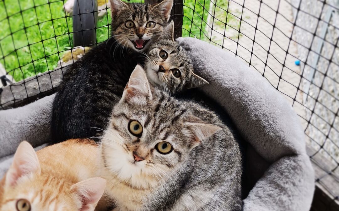 Marie, Duchesse, Abigail & Amelia