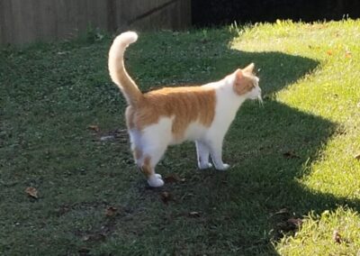 Fundtier Kater, Absam  (09/2025)