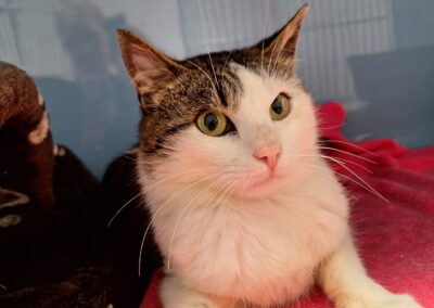 Fundtier Kater, Alpbach  (09/2025)