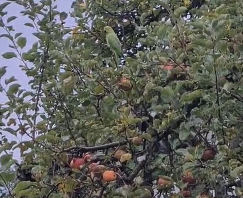 Sichtung Vogel, Innsbruck  (09/2025)