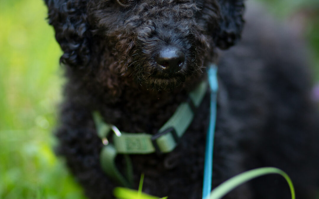 Bobi