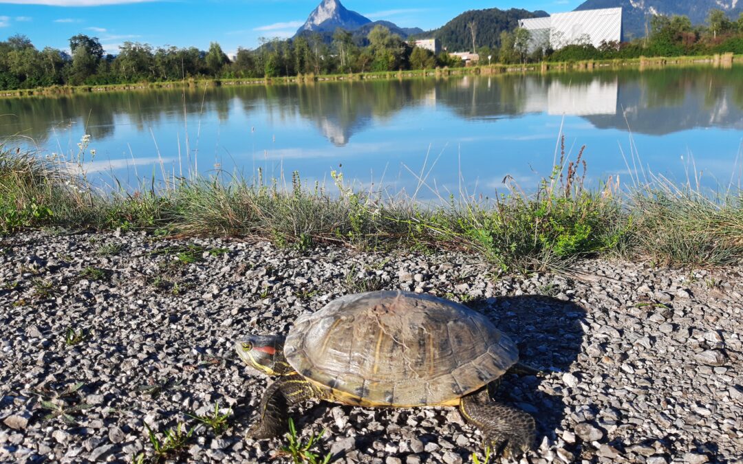 Sichtung Wasserschildkröte, Ebbs  (09/2025)