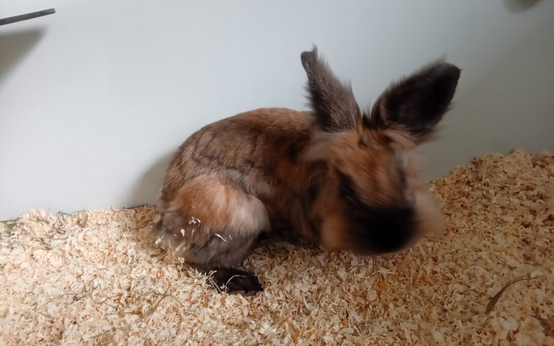 Fundtier Kaninchen, Ellbögen  (09/2025)