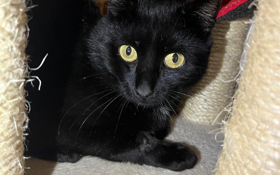 Fundtier Kater, Ellmau  (09/2025)