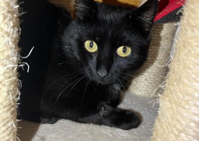 Fundtier Kater, Ellmau  (09/2025)