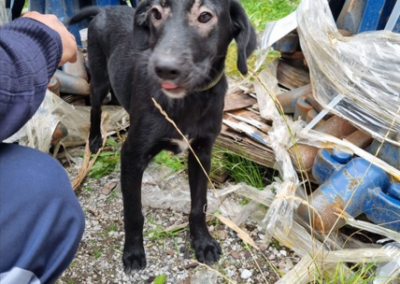 Fundtier Hund, Hainzenberg  (09/2025)