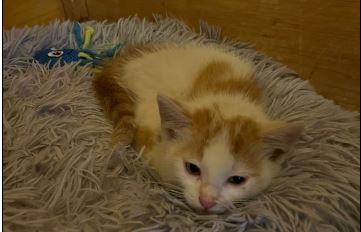Fundkatze, Brandenberg(09/2025)