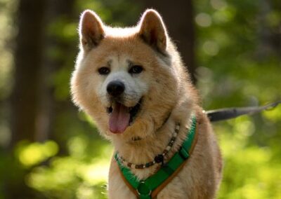 Hachi