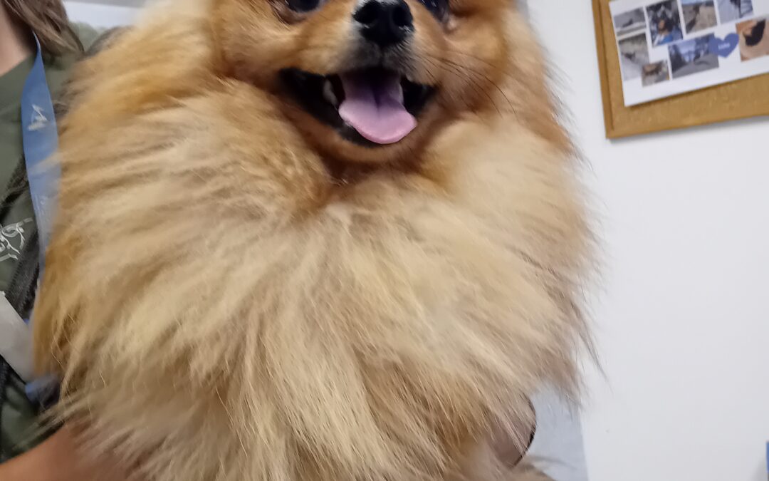 Fundtier Hund, Innsbruck  (09/2025)