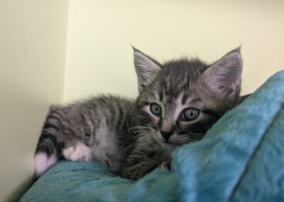 Fundtier Kater, Innsbruck  (09/2025)