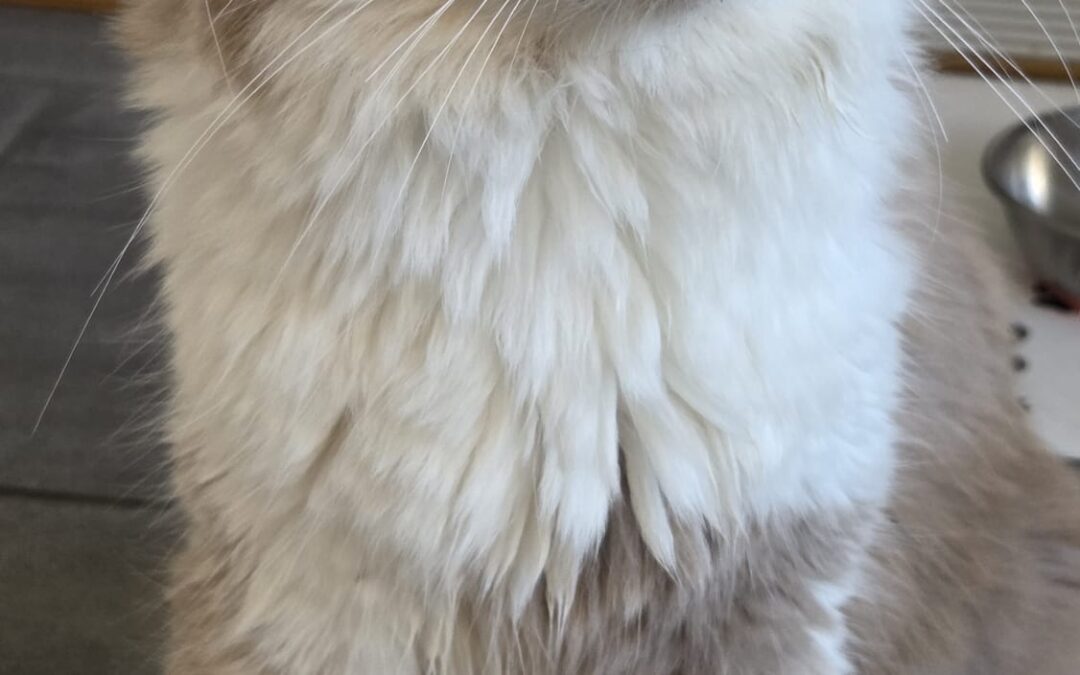 Fundtier Katze, Innsbruck  (09/2025)